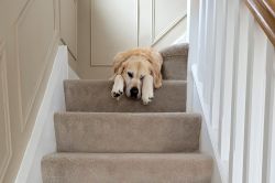 Why do dogs scratch the carpet